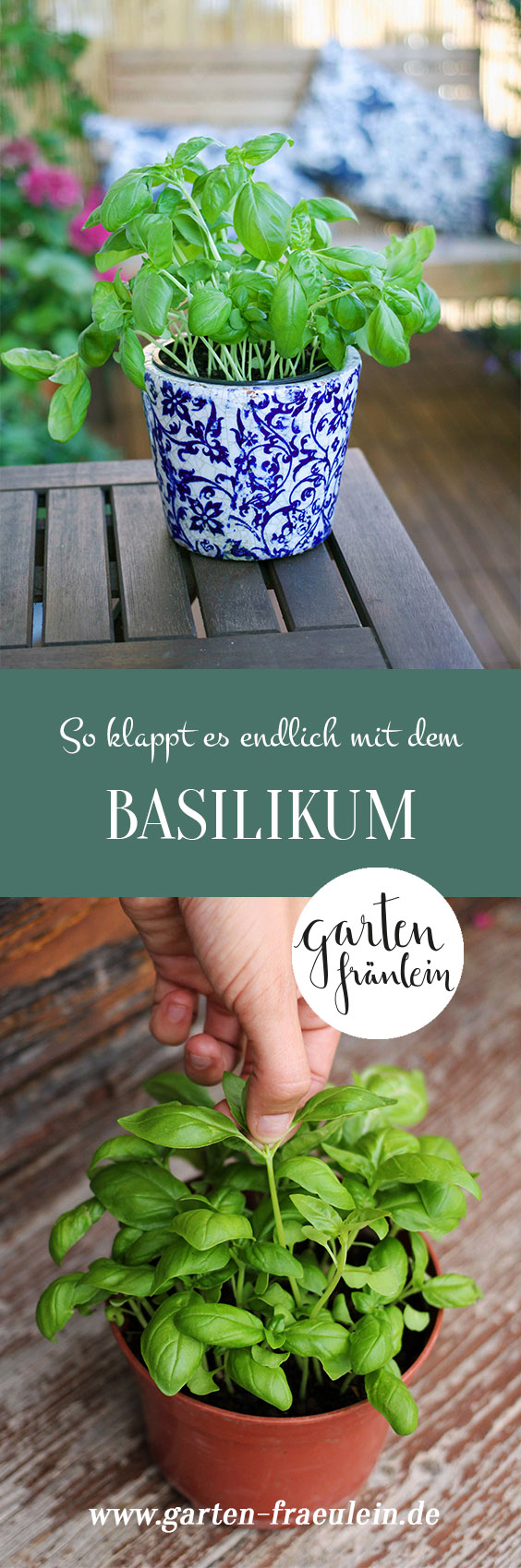 Immer Ärger mit dem Basilikum - Garten Fräulein - Der Garten Blog
