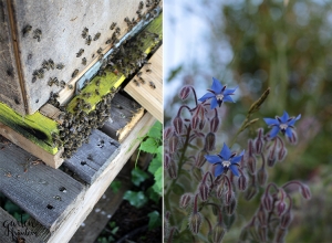 Welttag der Honigbiene