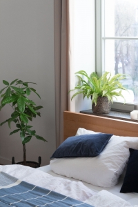 zimmerpflanzen schlafzimmer