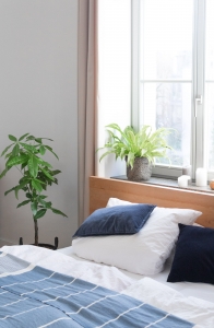 zimmerpflanzen schlafzimmer
