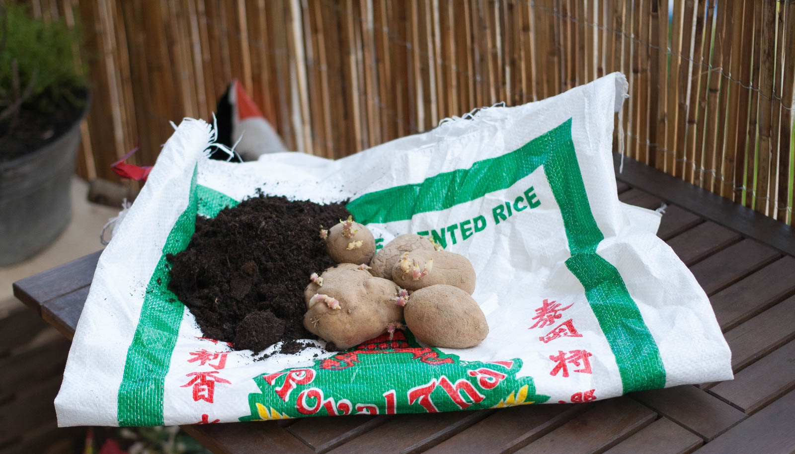 Kartoffeln im Sack anbauen