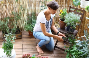 Balkonpflanzen-pflege