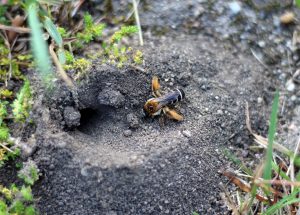 wildbiene-ansiedeln