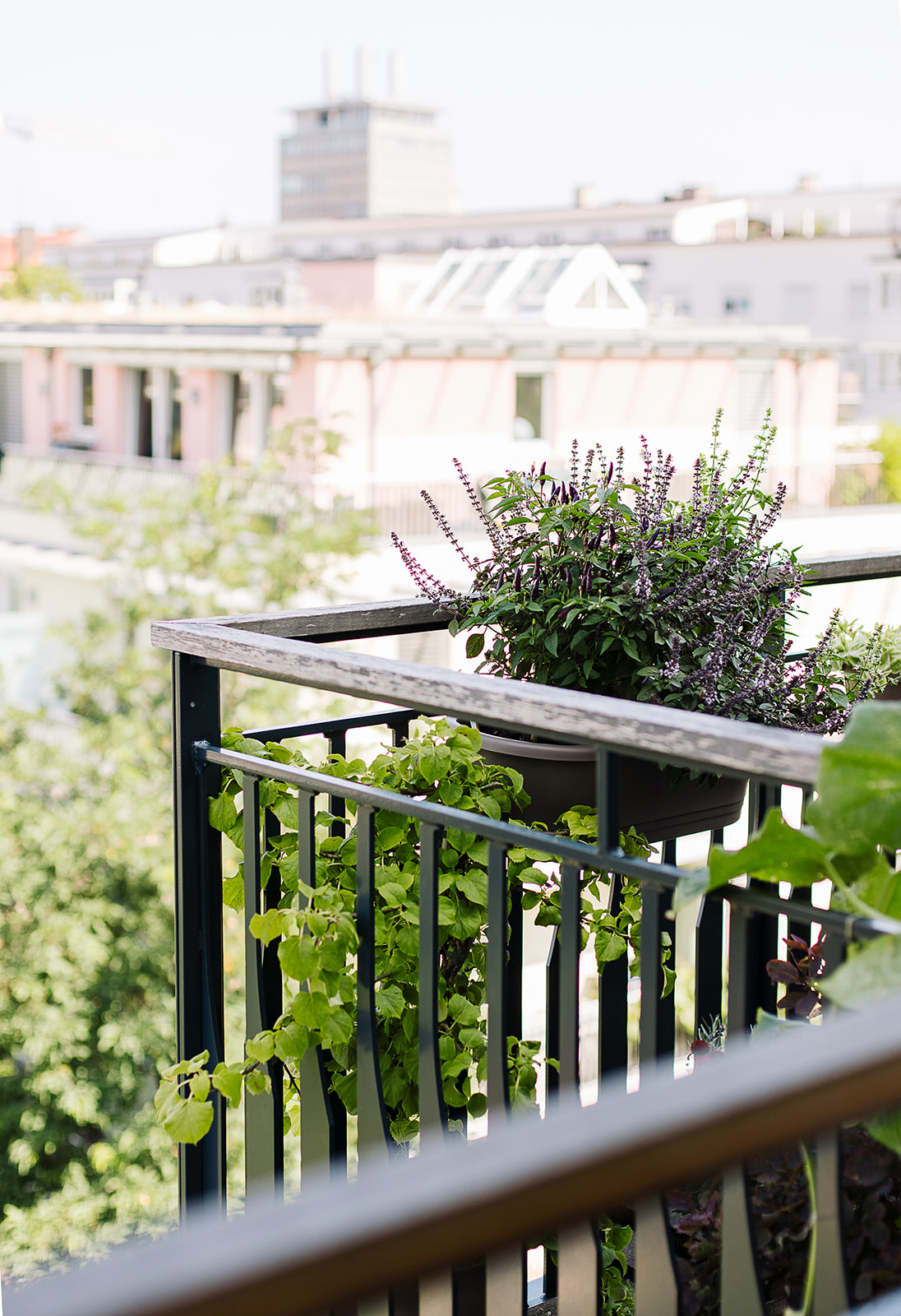 Balkon Kräuter